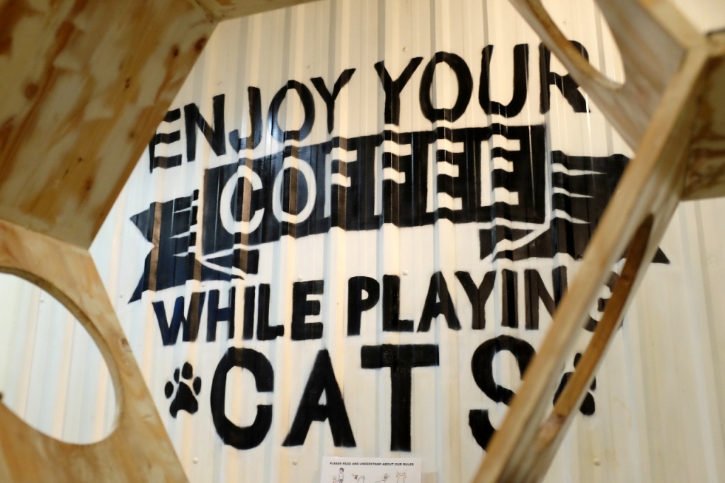 Nongkrong di Cats and Coffee (Jogja) – my eat and travel story